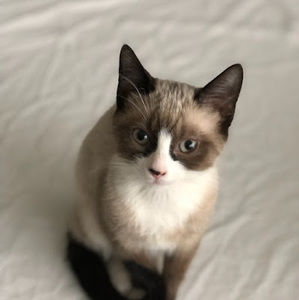 Meet your Posher, Violet